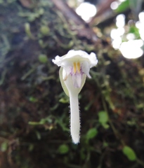 Utricularia