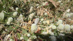Hemiargus ceraunus astenidas