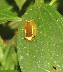Dendropsophus bifurcus