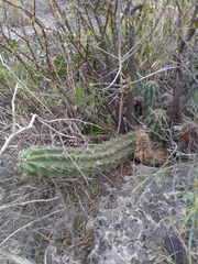 Echinocereus enneacanthus carnosus
