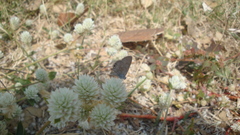 Hemiargus ceraunus astenidas