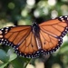 Southern Monarch - Photo (c) Santiago, some rights reserved (CC BY-NC), uploaded by Santiago