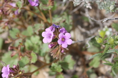 Phacelia pulchella