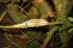 Enyalioides