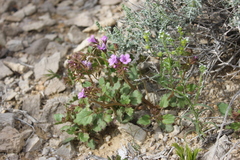 Phacelia pulchella