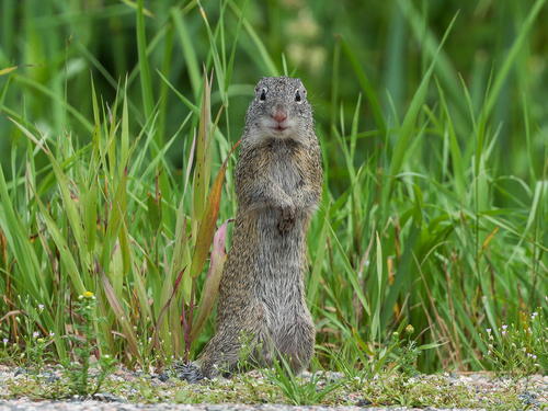 Franklin's Ground Squirrel, St. Louis County, MN, USA, photo 10 of 10