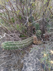 Echinocereus enneacanthus carnosus
