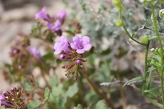 Phacelia pulchella