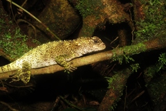 Enyalioides
