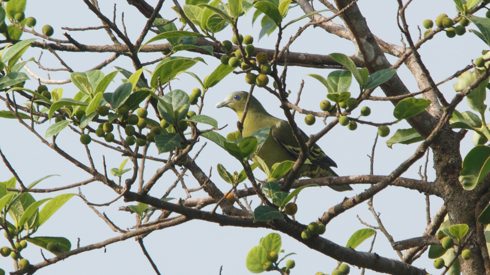 Grey-fronted Green Pigeon (Treron affinis), photo 3