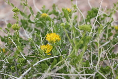 Amphipappus fremontii