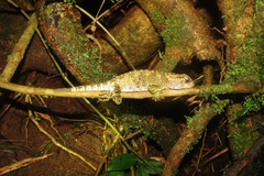 Enyalioides