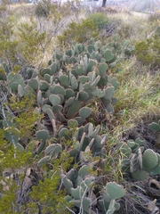 Opuntia microdasys
