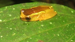 Dendropsophus bifurcus