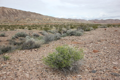 Amphipappus fremontii