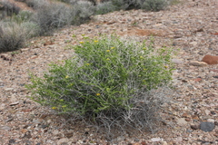 Amphipappus fremontii