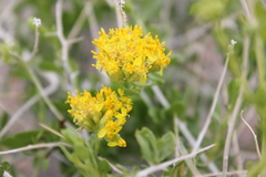 Amphipappus fremontii
