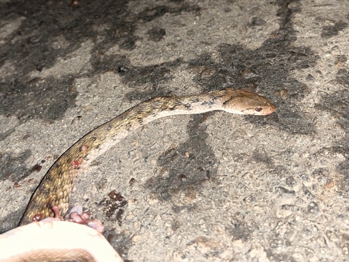 Tikiri Keelback