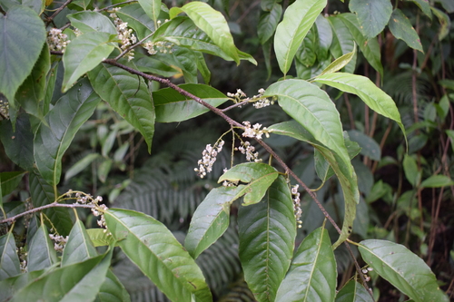 Maesa indica observed 2026-03-29