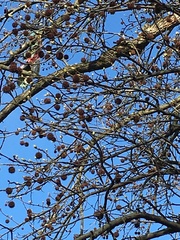 Liquidambar styraciflua