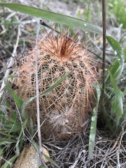 Echinocereus reichenbachii baileyi