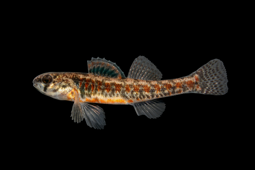 Iowa darter (Etheostoma exile) — Percidae