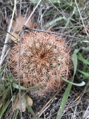 Echinocereus reichenbachii baileyi