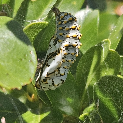 Variable Checkerspot photo 5