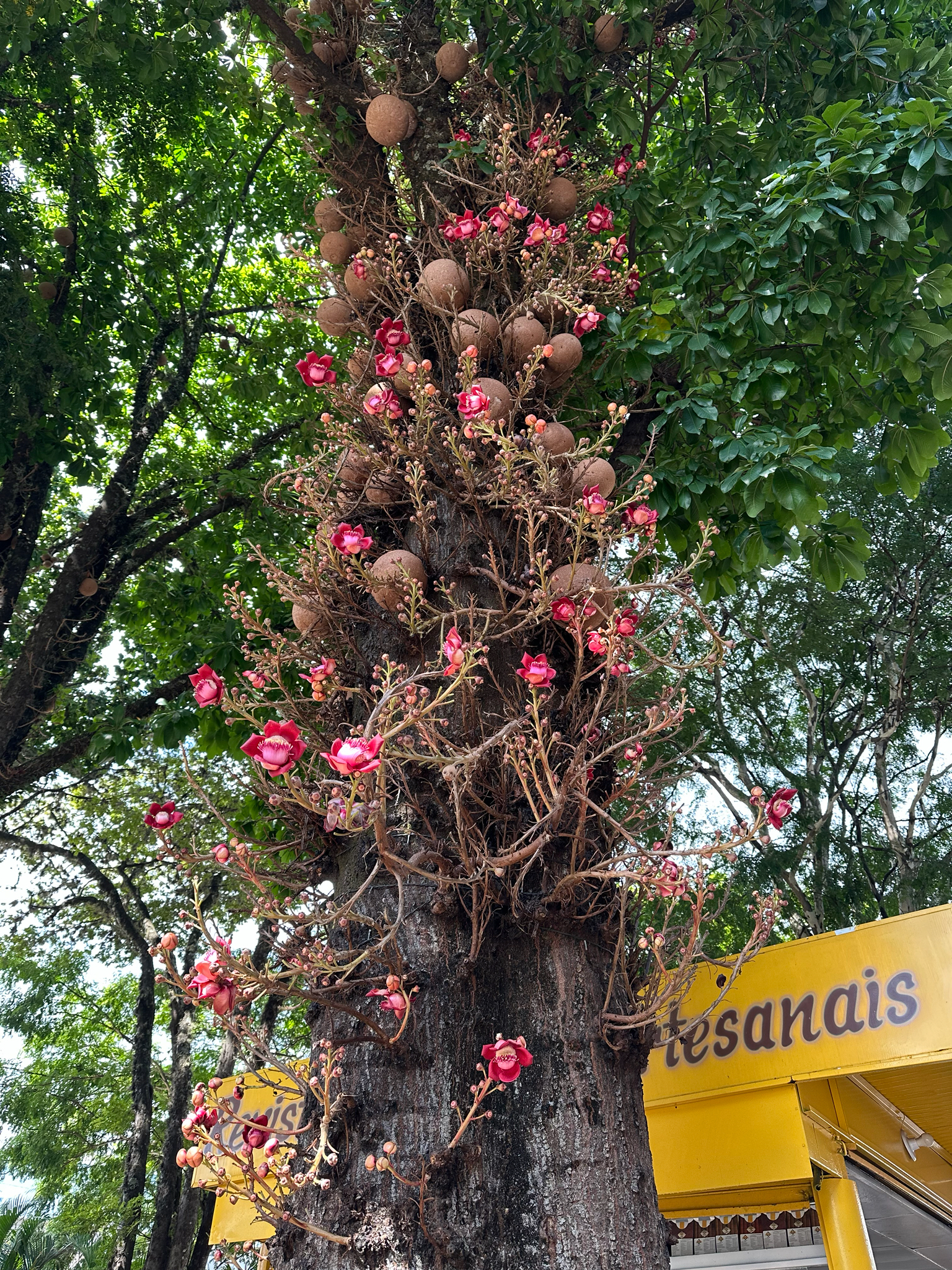 Couroupita guianensis