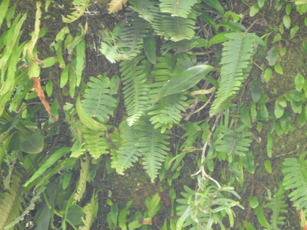 tropical resurrection fern from FondsSaintDenis, SaintPierre