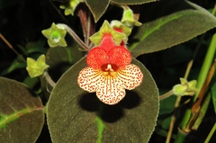 Gesnerieae