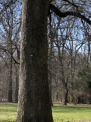 Liquidambar styraciflua