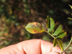 Rosa corymbifera