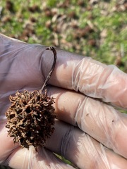 Liquidambar styraciflua