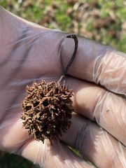 Liquidambar styraciflua