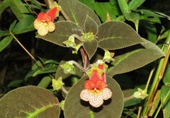 Gesnerieae