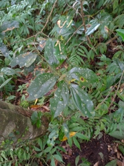 Cryptocarya chinensis