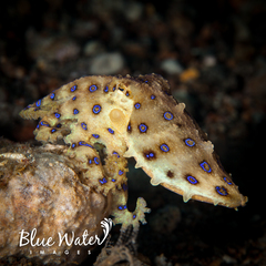 Hapalochlaena lunulata