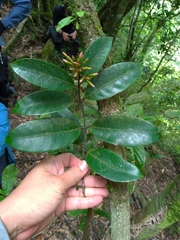 Anodendron benthamianum