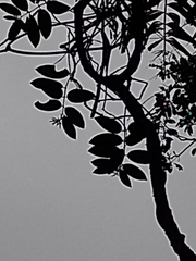 Anodendron benthamianum