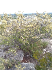 Vachellia rigidula