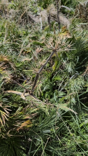 Aciphylla glacialis
