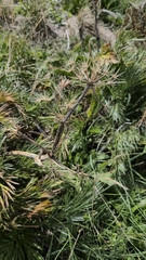 Aciphylla glacialis