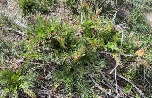 Aciphylla glacialis, photograph 3