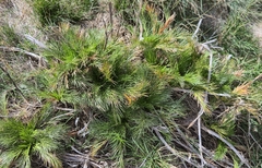 Aciphylla glacialis, photograph (c) Eamonn Culhane, some rights reserved (CC BY)