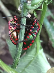 Rhyssocephala splendens