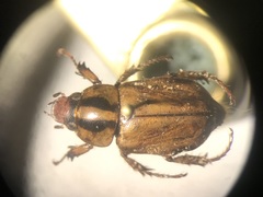 Cyclocephala amazona