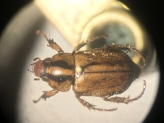 Cyclocephala amazona