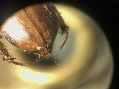 Cyclocephala amazona