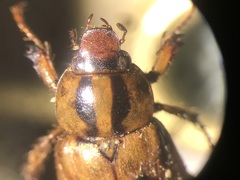 Cyclocephala amazona
